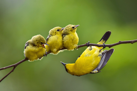 Bird Family