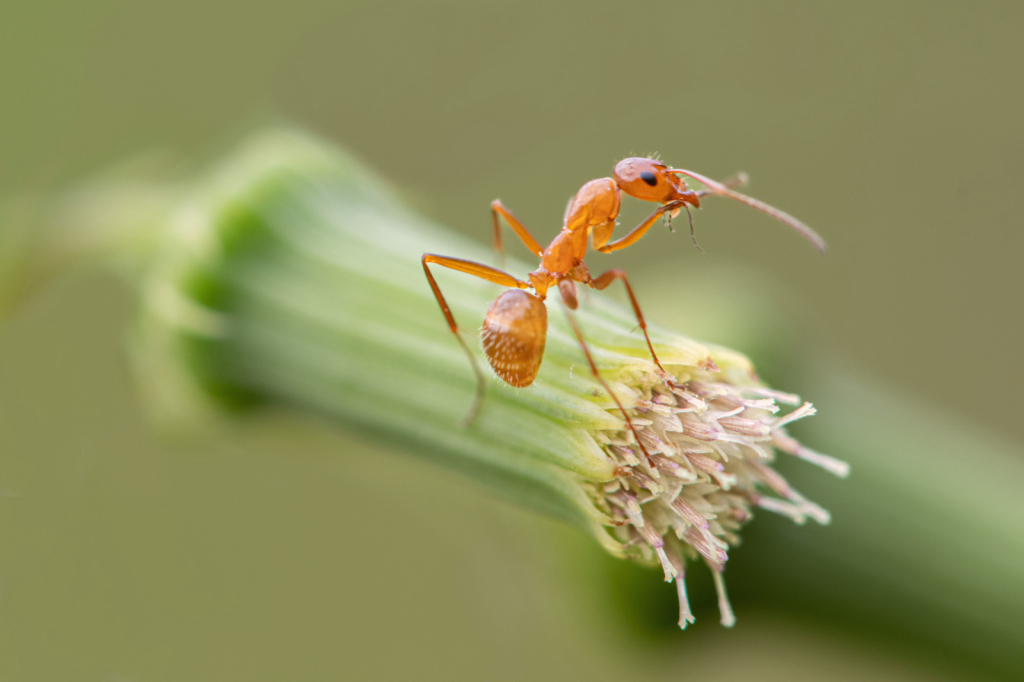 Ant with Itchy Nose