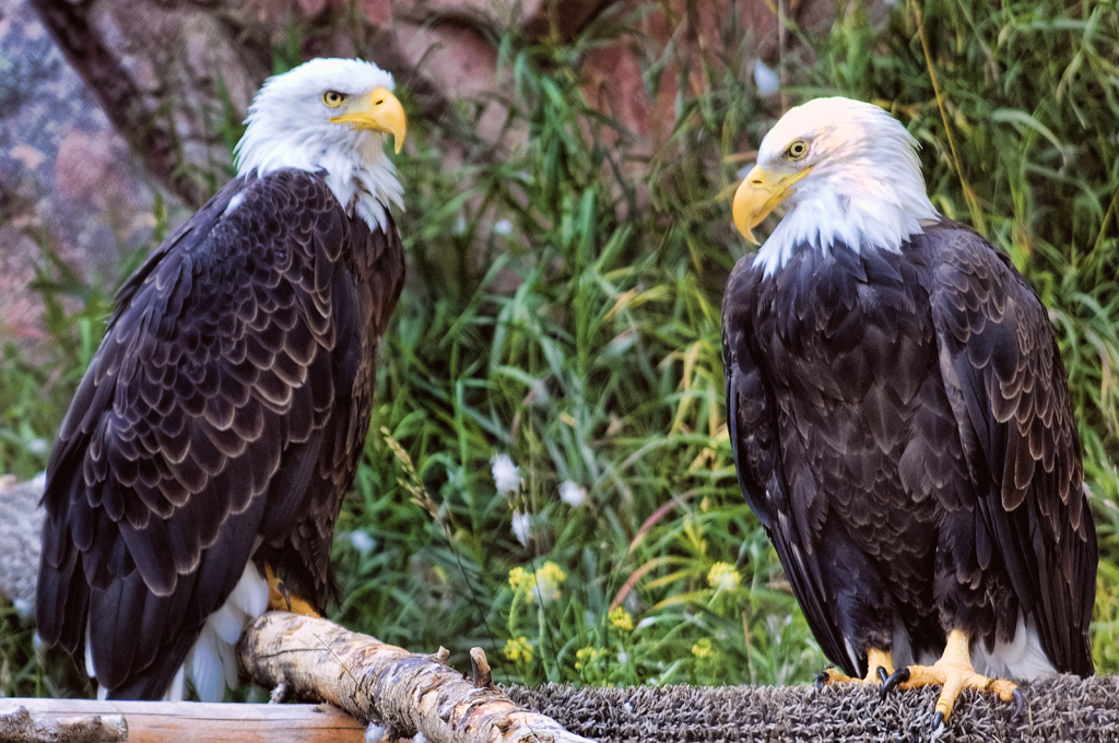 Majestic Pair - ID: 16021182 © Kelley J. Heffelfinger