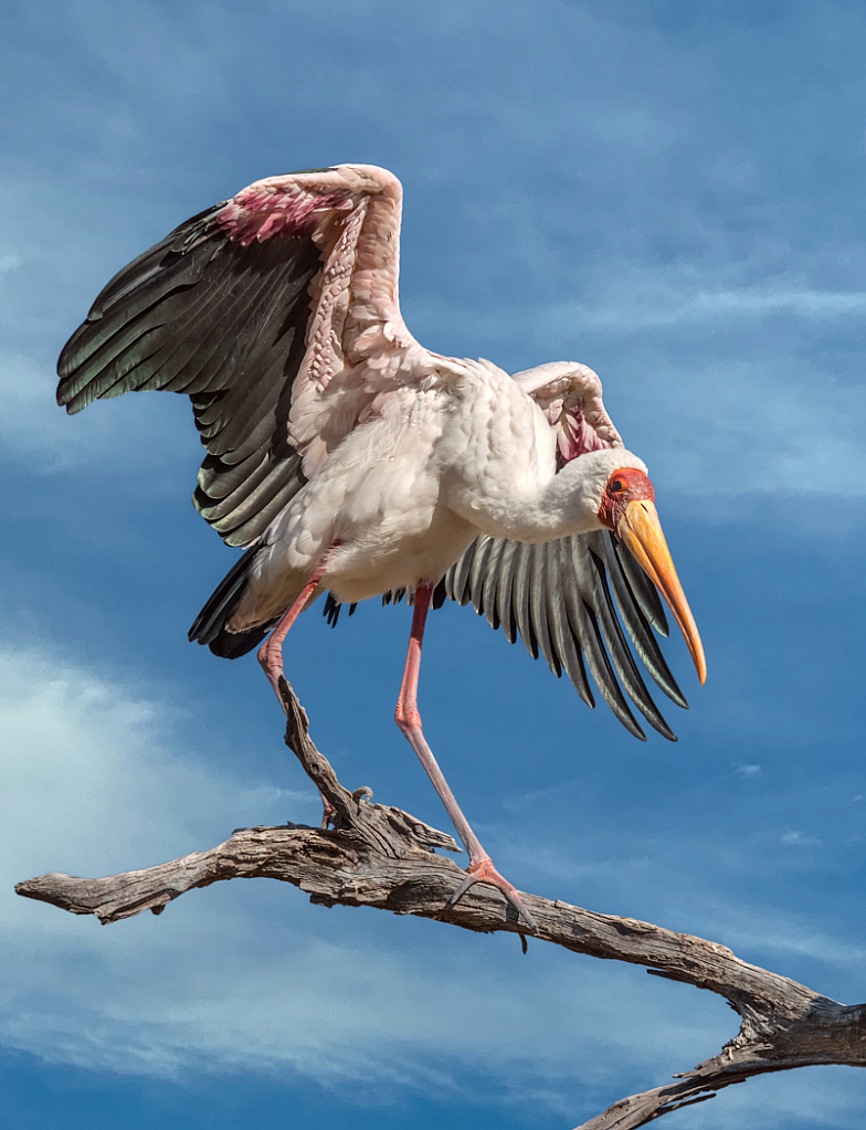 Yellow Billed Stork