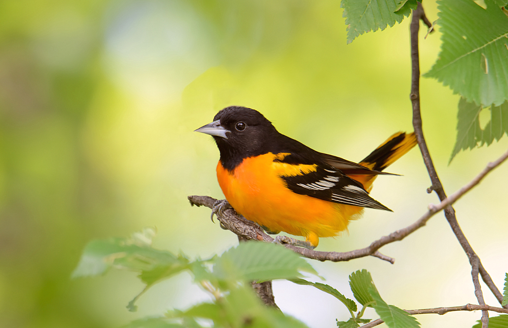 Baltimore Oriole