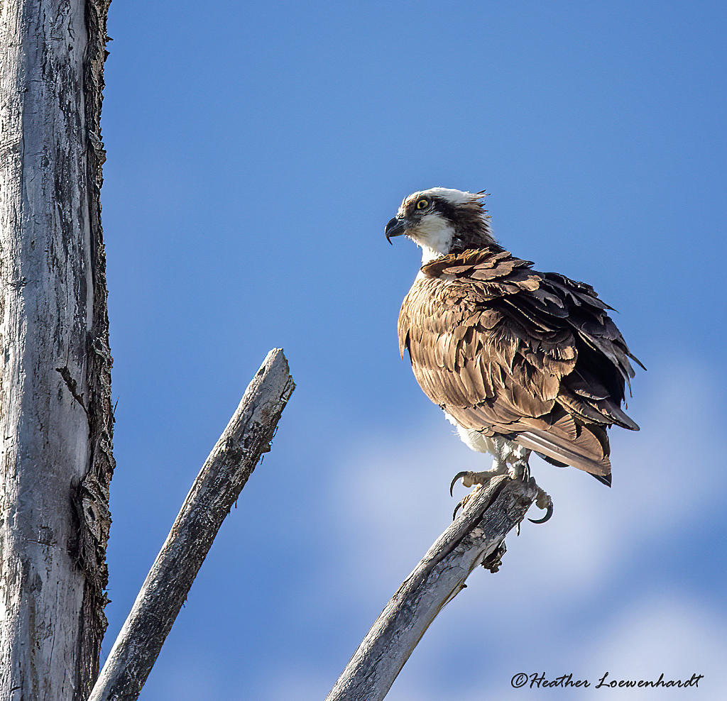 Juvenile Osprey