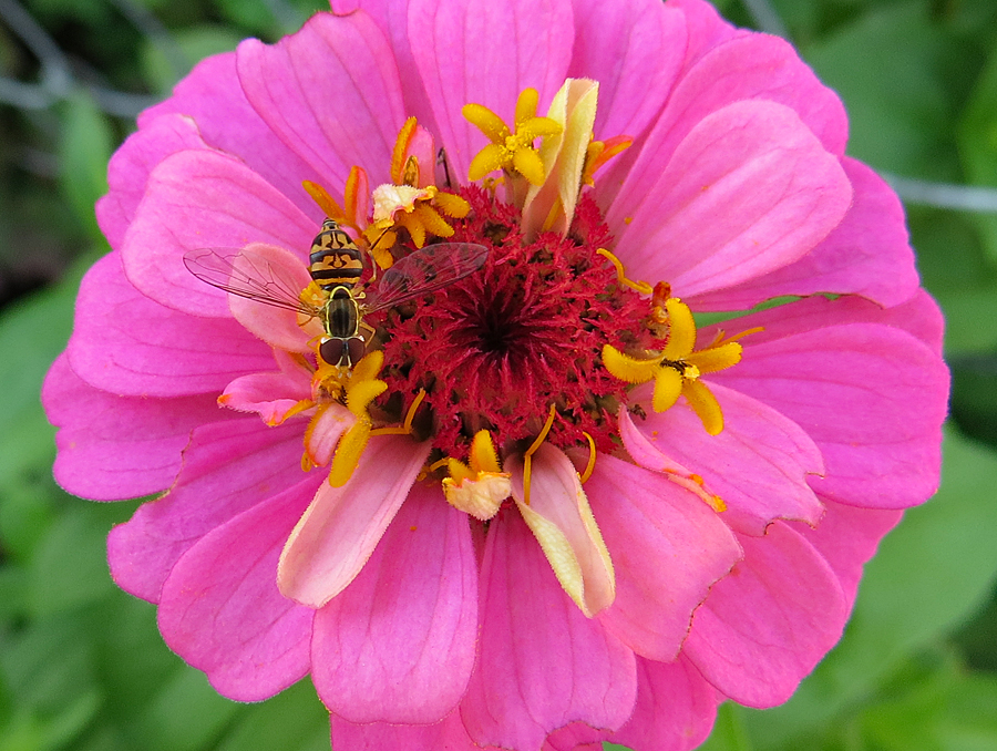 Zinnia and Friend