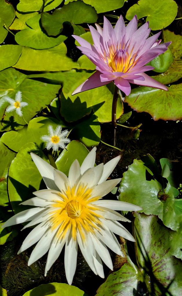 waterlily 