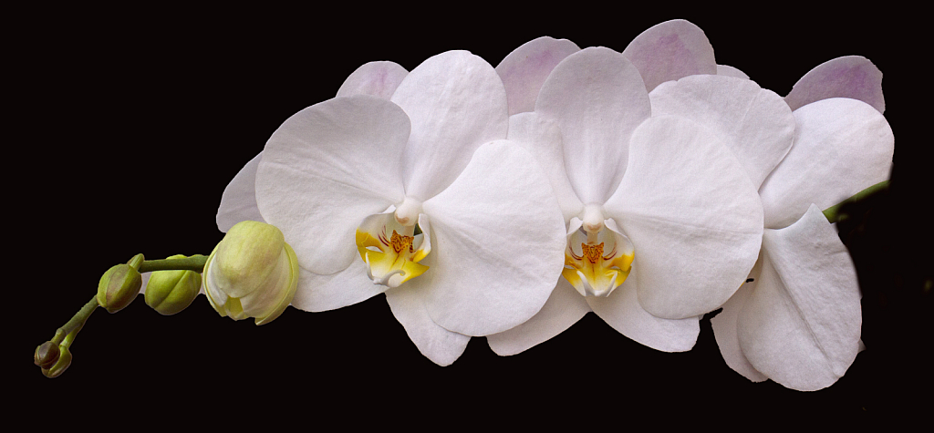 White orchids
