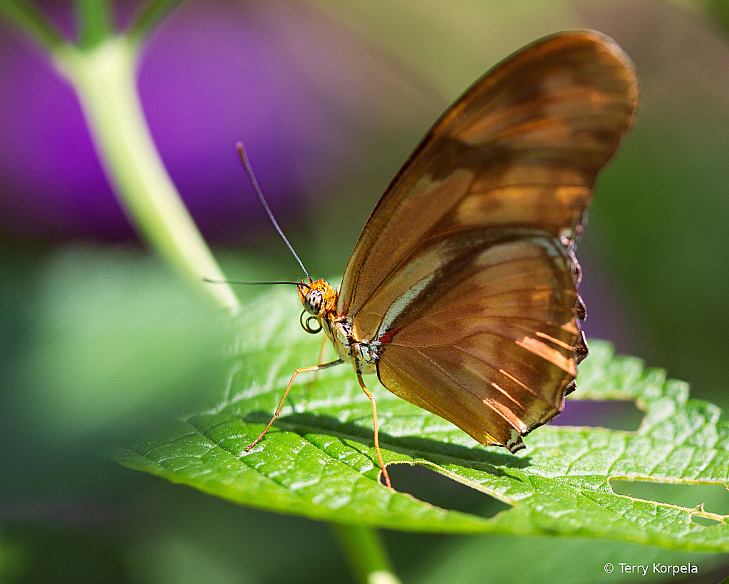 Butterfly - ID: 16021490 © Terry Korpela