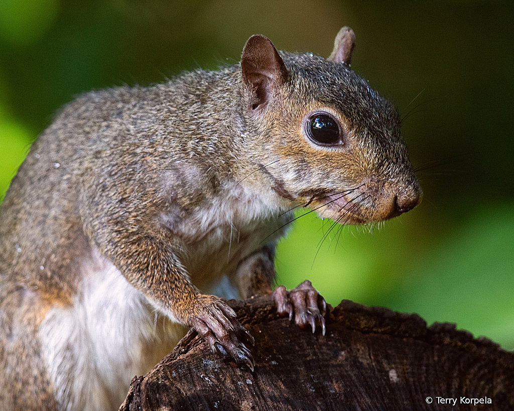 Little Poser - ID: 16021677 © Terry Korpela