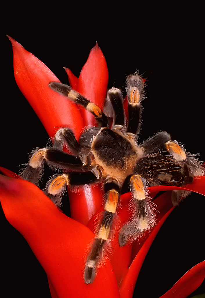 Tarantula