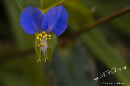 Tiny vine flower...