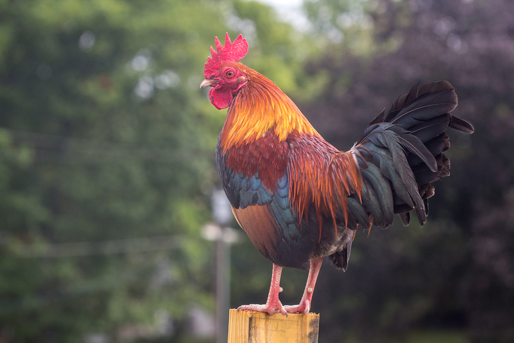 A Rooster 