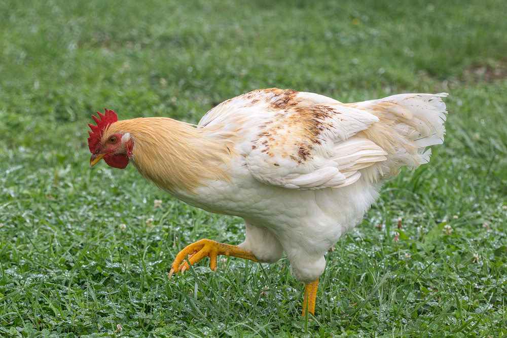 Putting Her Best Foot Forward 