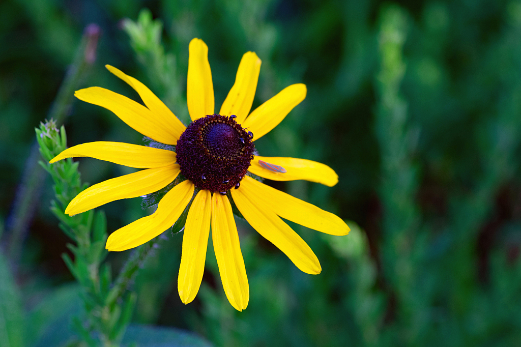 Black-Eyed Susan Full of Insects