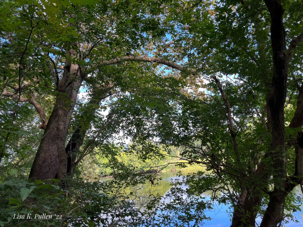 Sycamores on the Shenandoah 