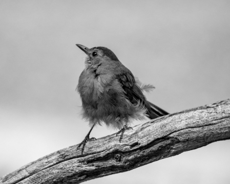 Mockingbird in Black & White