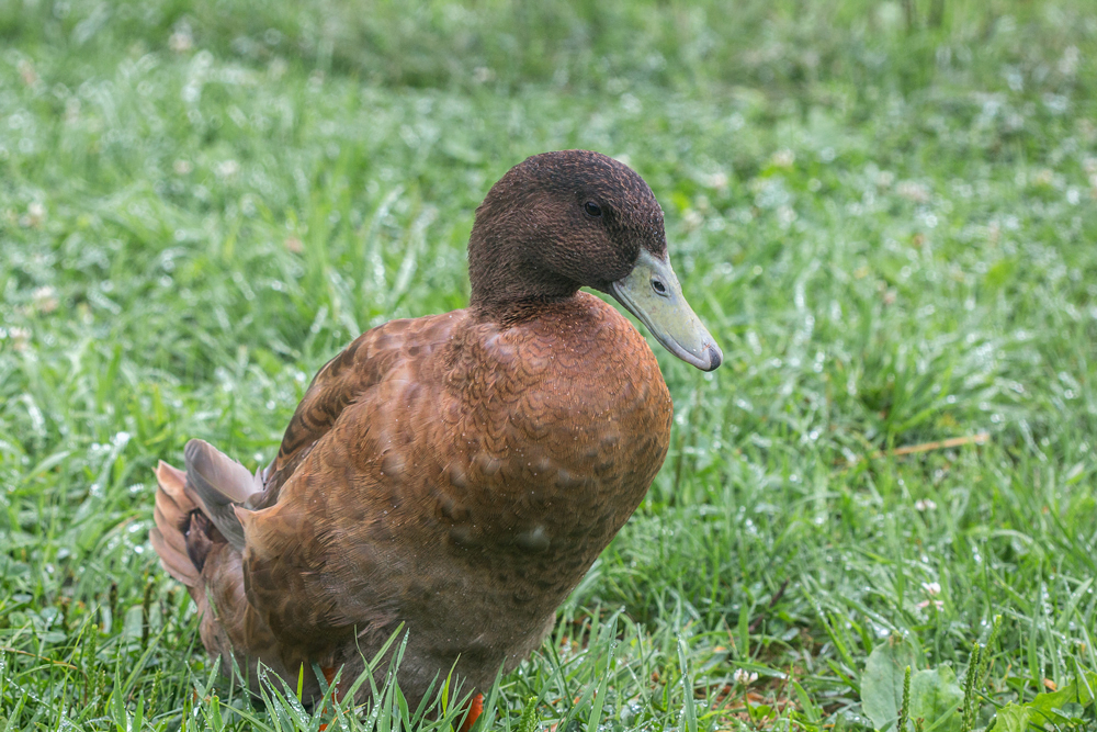 A Damp Duck 