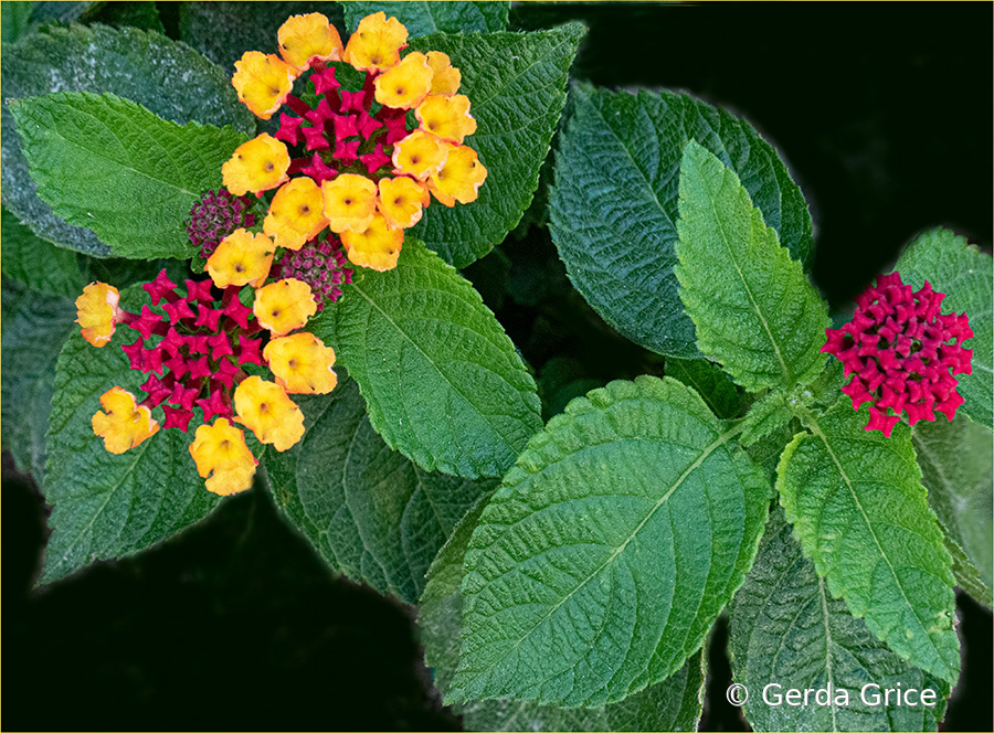 Red and Gold Lantana