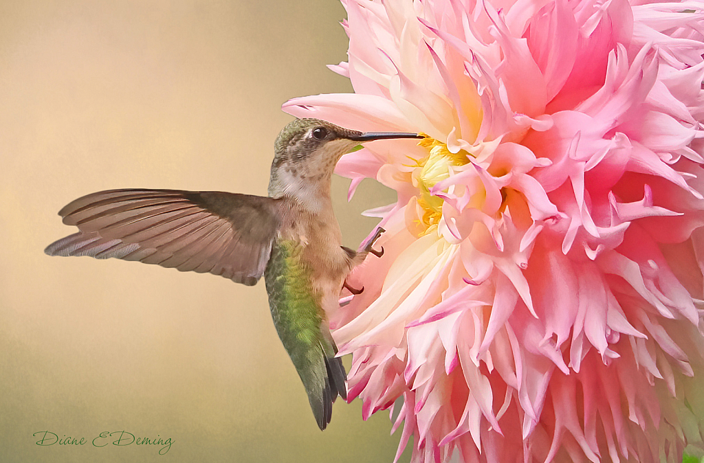 Immature Male Hummer and Dahlia