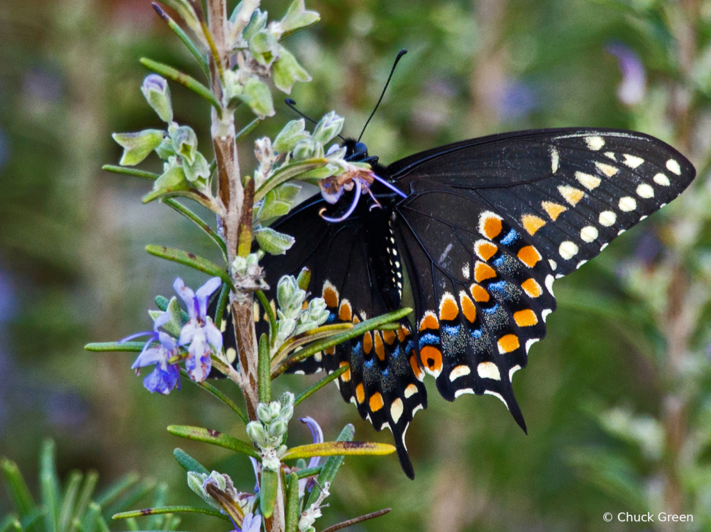 Spread Your Wings and FLY