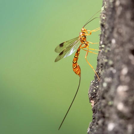 Ichneumon Wasp (Female)