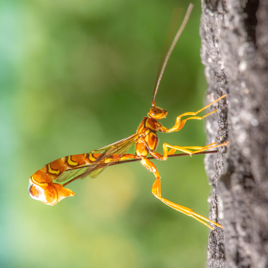 Ichneumon Wasp Drilling with Her Ovipositor