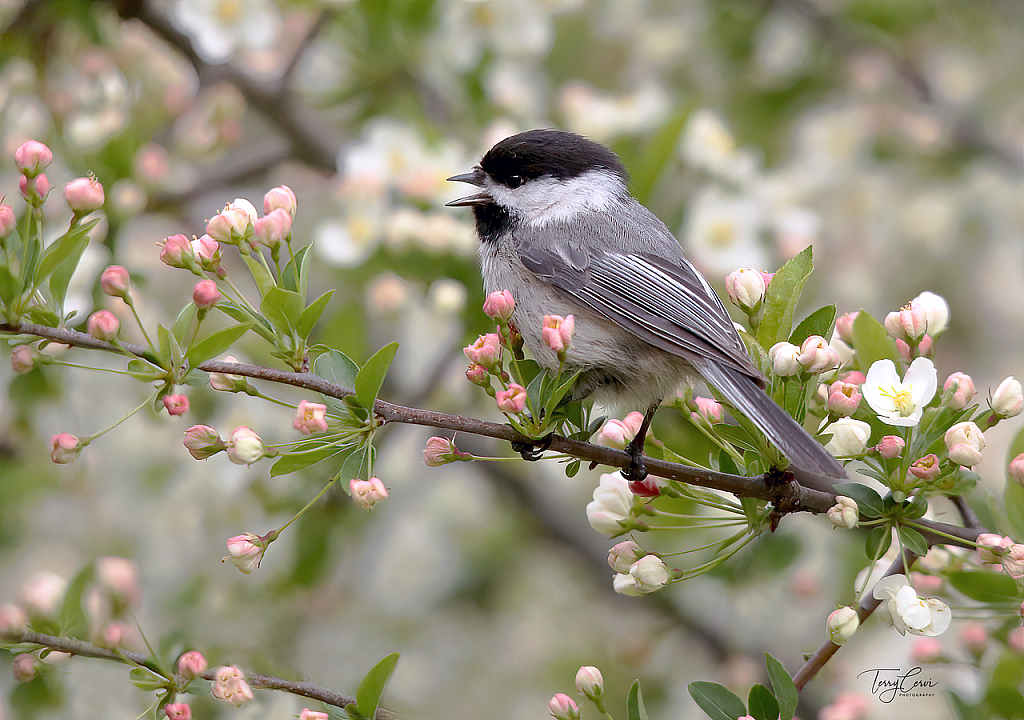 A Little Spring Song