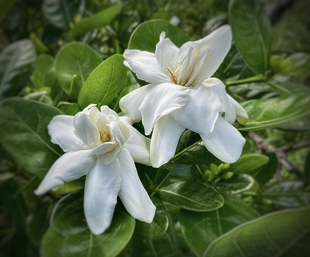 Gardenias  - ID: 16022066 © Viveca Venegas