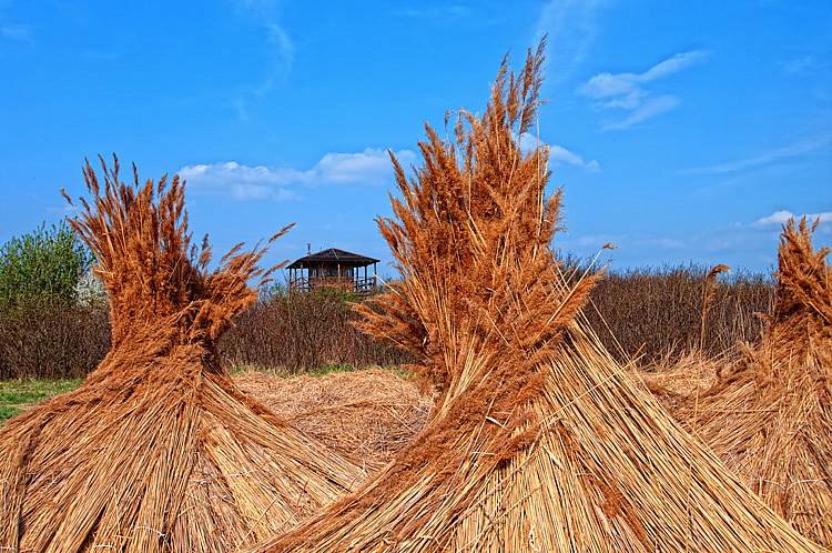 Reed Harvest