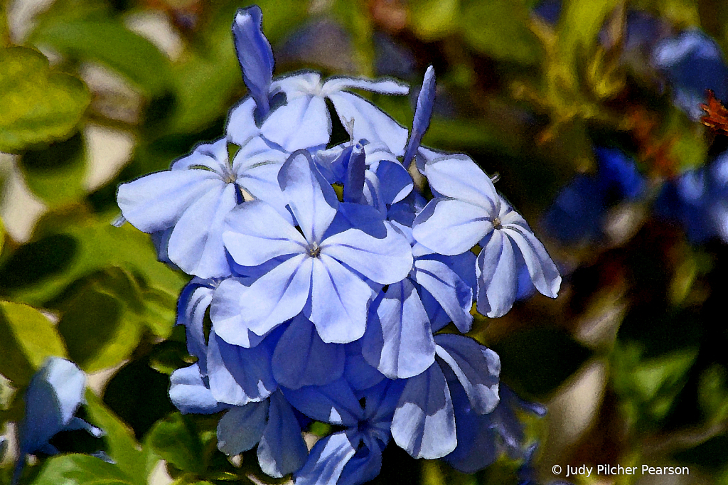 a burst of blue.....