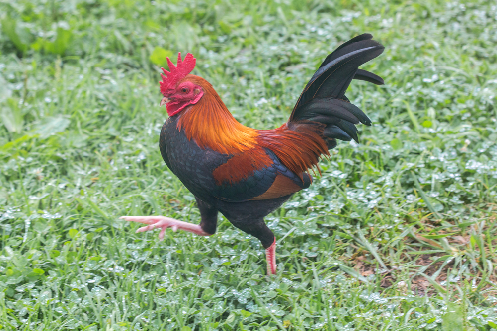 Hoity-toity Rooster 