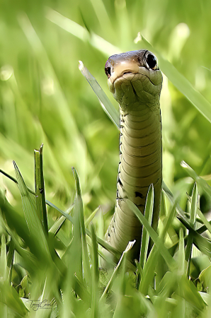 Snake in the Grass