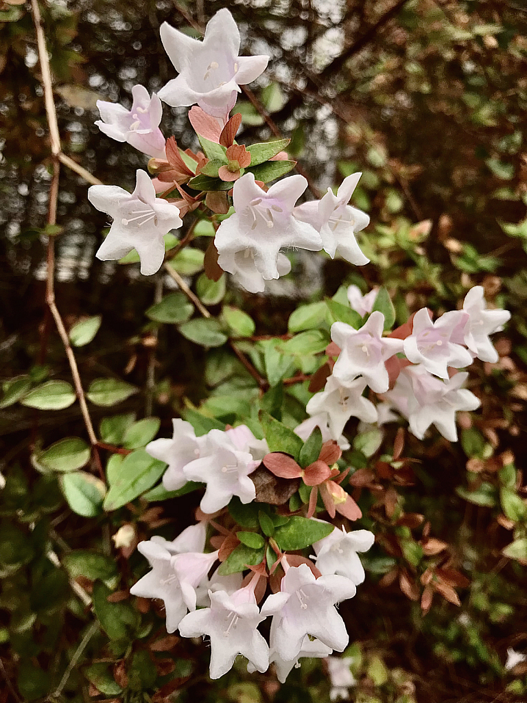 Abelia Blossoms 