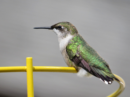 Hummingbird Profile