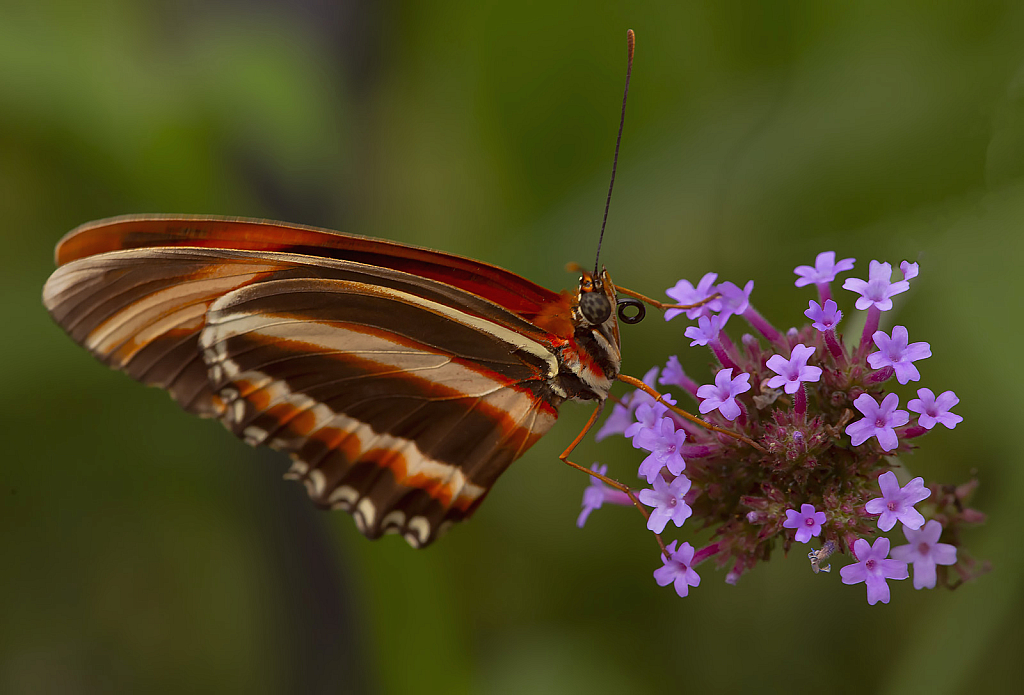 Stripped Butterfly