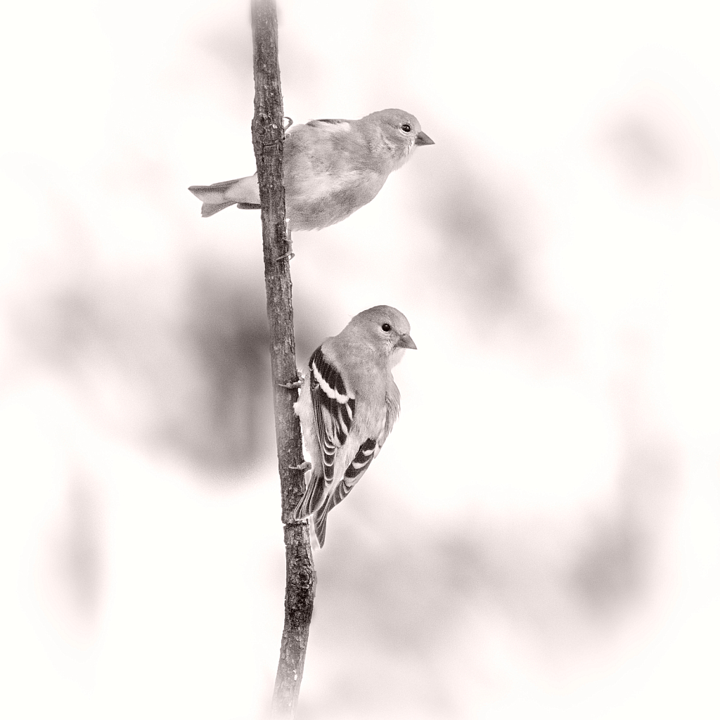 Goldfinch in Black and White