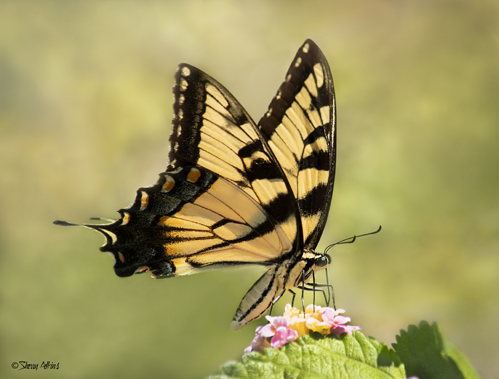 Swallowtail - ID: 16022209 © Sherry Karr Adkins