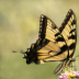 2Swallowtail - ID: 16022209 © Sherry Karr Adkins