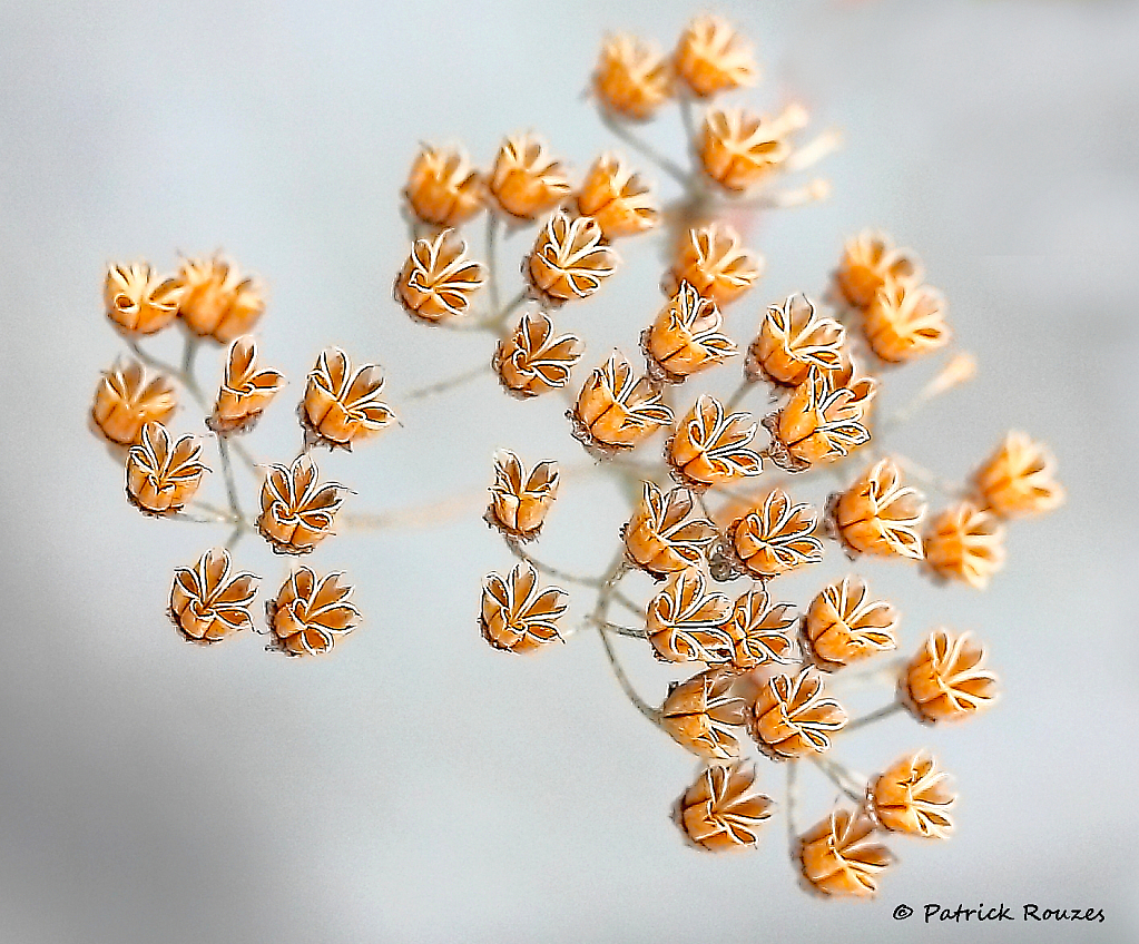 Spirea In The Spring