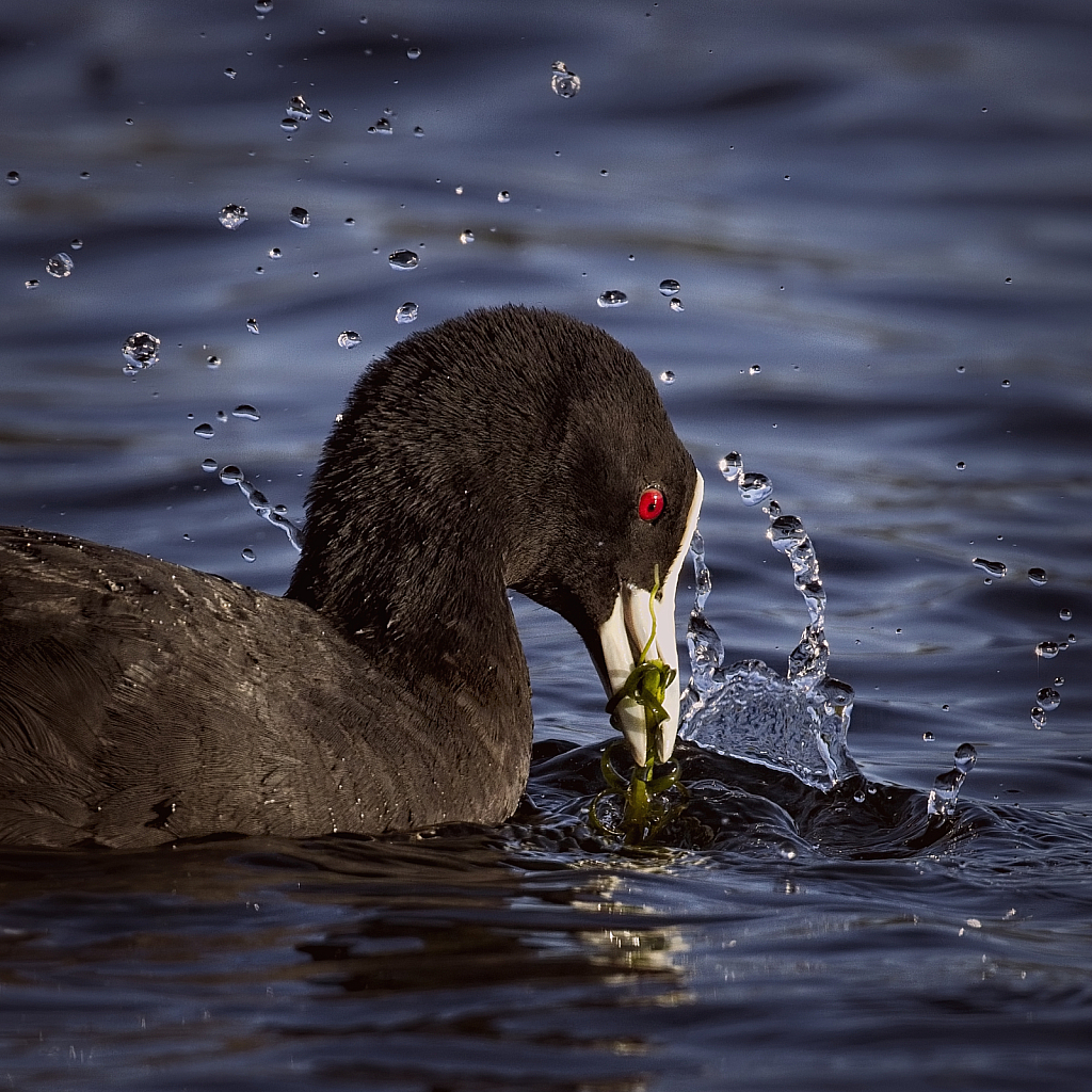 Making a splash