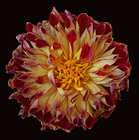 Withering Dahlia