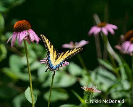 Swallowtail and Coneflowers