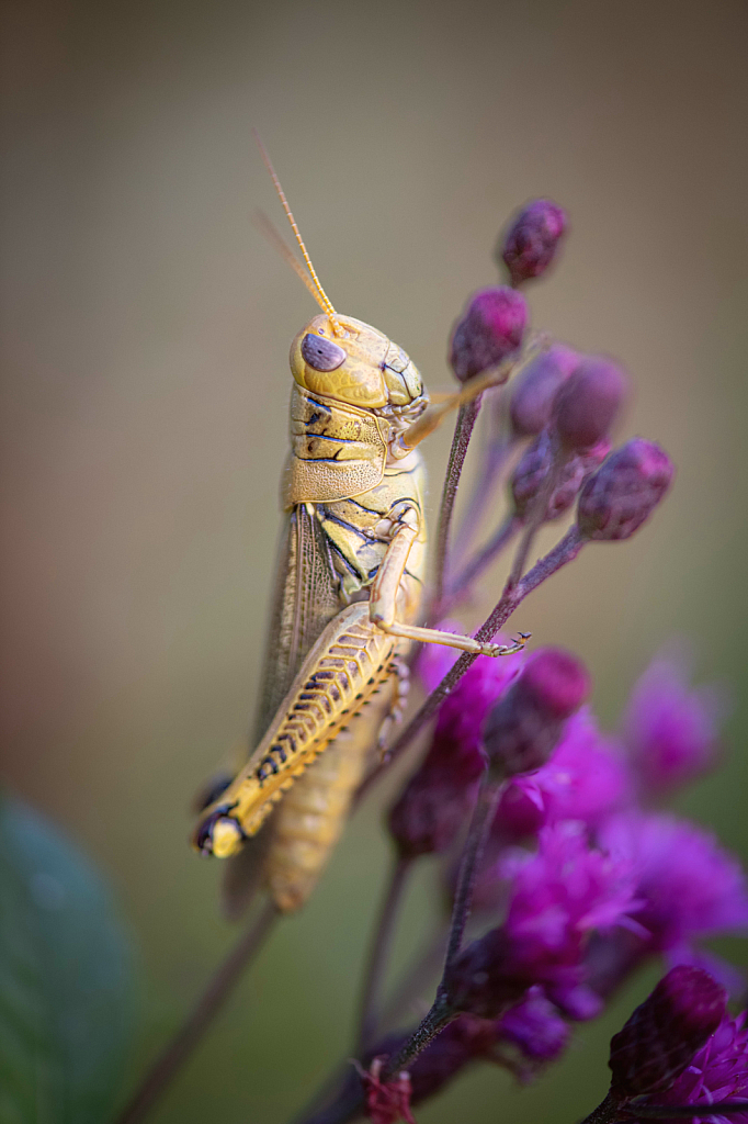 Giant Yellow Grasshopper