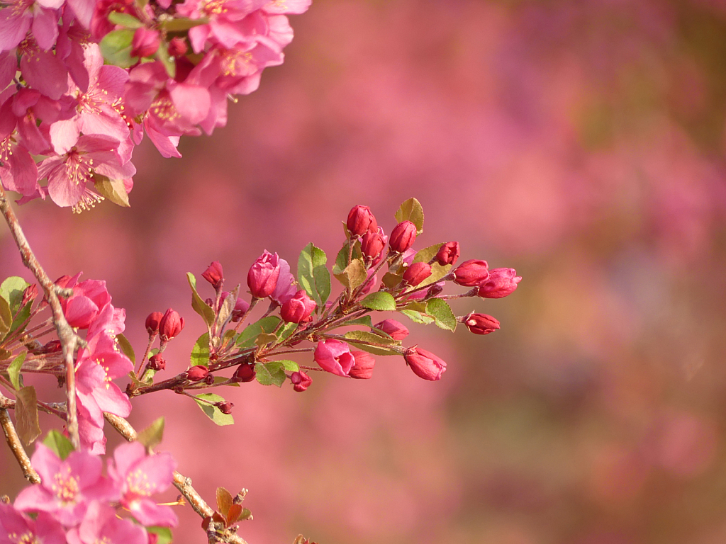 Spring Blossoms