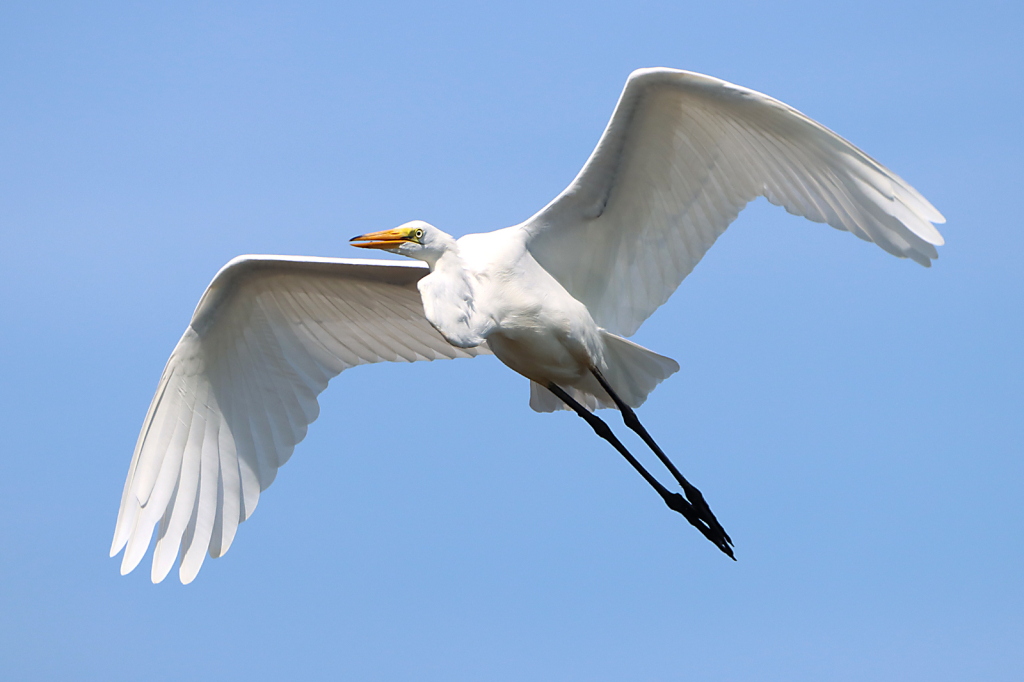 Great Egret in Flight - ID: 16022441 © Lori A. Nevers
