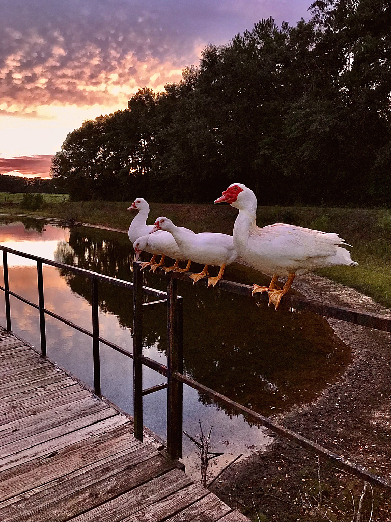 Ducks at sunset - ID: 16022490 © Elizabeth A. Marker