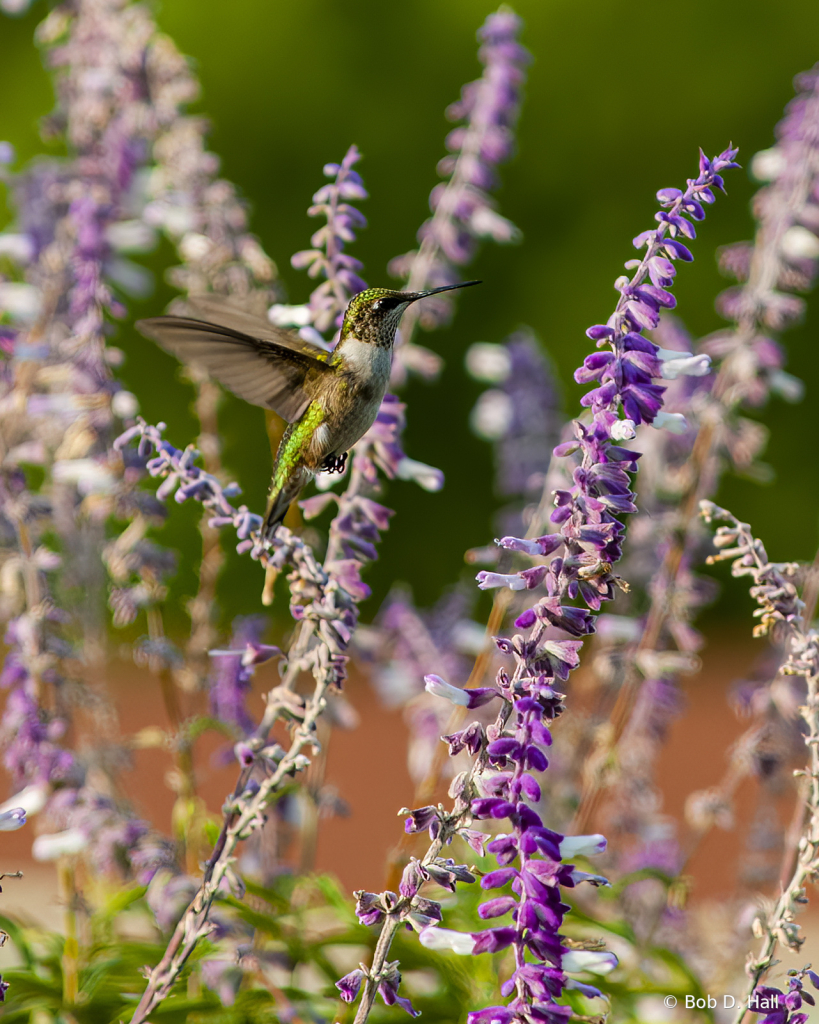 Hummer In Flight