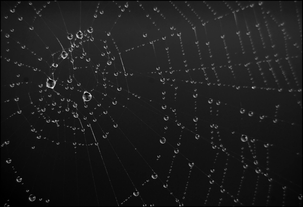 Raindrops on Spider Web