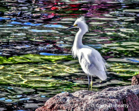 Egret Visiting Sea World in San Diego 