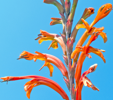 African Flag floral.