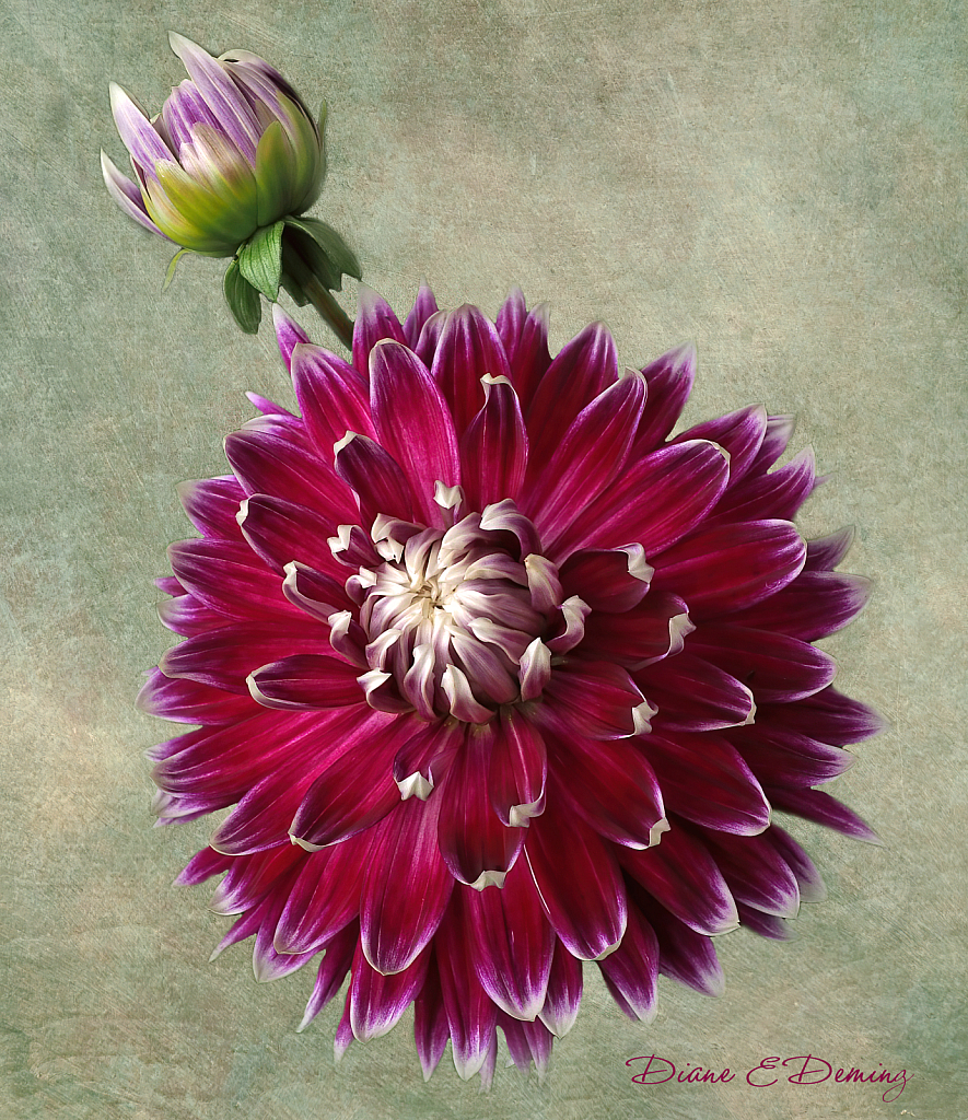 Dazzling Dahlia 