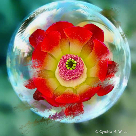 Bubble Flower 